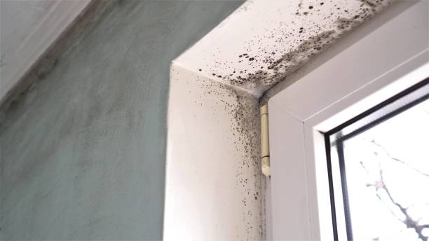 Best Fast Mold Removal  in Colby, WI