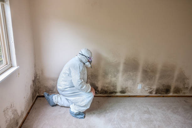 Best Office Mold Removal Services  in Colby, WI