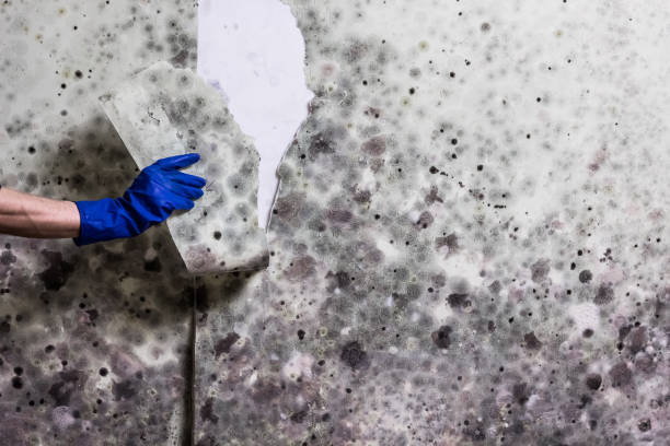 Best Toxic Mold Removal  in Colby, WI