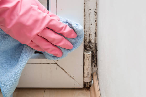 Best Mold Cleaning Services  in Colby, WI